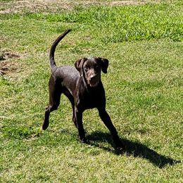 Labrador Retriever Puppies from Rick's Retrievers