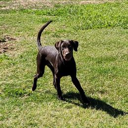 Labrador Retriever Puppies from Rick's Retrievers