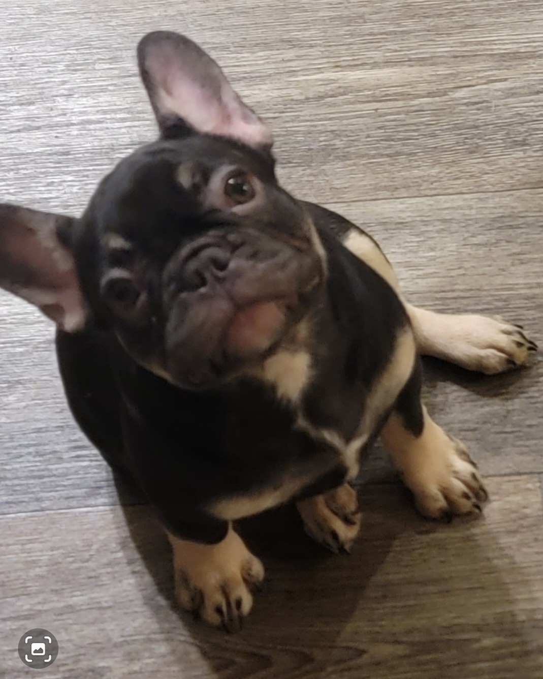 French Bulldog Puppies from Diamond Trixies French Bulldogs