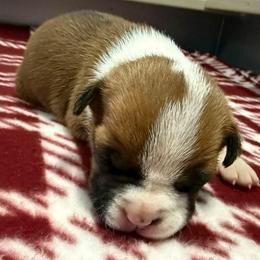 Elizabeth - Red female American Staffordshire Terrier puppy in Clintwood, Virginia from SkyBlue Kennel