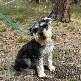 Piper - Miniature Schnauzer