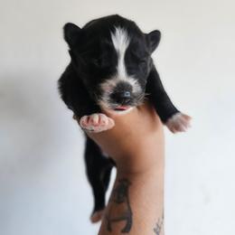 Shinobu - Black and white female Siberian Husky puppy in Buckeye, Arizona from Anime Huskies