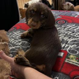 Rudolph on the go and ready to take on the world AKC - Chocolate and tan male Dachshund puppy in Erie, Michigan from Champagne’s Grinch Toe’d Dachshunds