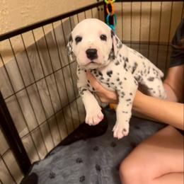 Rohan - White and black male Dalmatian puppy in Conroe, Texas from Saint Rocco's Dalmatians