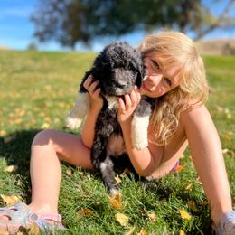 Cobalt - Black female Pyredoodle puppy in Prescott, Washington from Pyredoodles at Pedersen Ranch