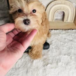 Jack-Jack - Brown male Maltipoo puppy in West Jordan, Utah from Mid Sized Maltipoos and More LLC