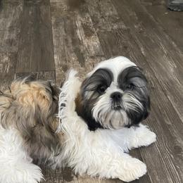 Shih Tzu Puppies from Willow Lane Shih Tzus