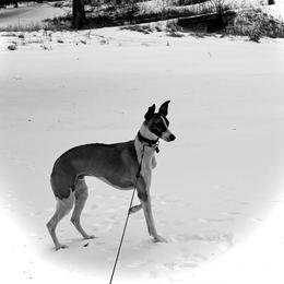 Whippet Puppies from Hertzog  Whippets