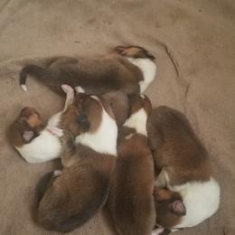 Collie Puppies from Katrina's Collies