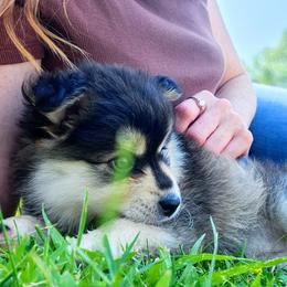 Pomsky Puppies from Nebula Ranch Pomskies
