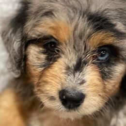 Aussiedoodles, Cockapoos, Goldendoodles, Poodles, Sheepadoodles, and Springerdoodles from Two Creeks Farm Poodles & Doodles