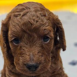 Elsa - Red female Cavapoo puppy in Glendale, Arizona from Cool Cavapoos