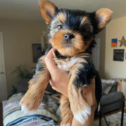 Ella - Black and tan female Yorkshire Terrier puppy in Stockton, California from Lala & Co.