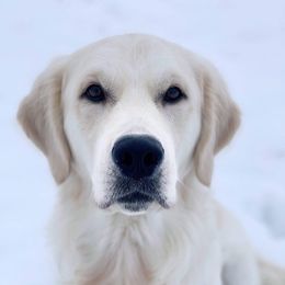 Teddy - Golden Retriever