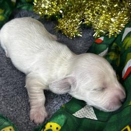 Lunar - Cream male Dachshund puppy in Sheridan, Arkansas from Farmhouse Dachshunds