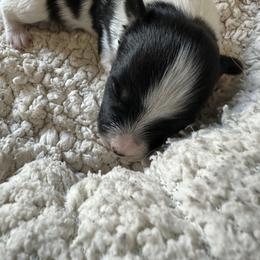 Roxie - Black brown and white female Papillon puppy in Middleville, Michigan from Cheryl's Papillons