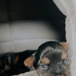 Boy 1 - Yorkshire Terrier puppy in Waianae, Hawaii from Makanalani Yorkies and Iggys