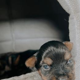 Boy 1 - Yorkshire Terrier puppy in Waianae, Hawaii from Makanalani Yorkies and Iggys