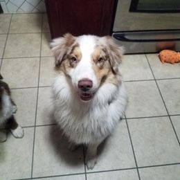 Australian Shepherd All Grown Up from T&L Wolfe Australian Shepherd