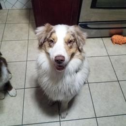 Australian Shepherd All Grown Up from T&L Wolfe Australian Shepherd
