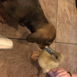Dachshund Puppies from Edwards’ Dachshunds