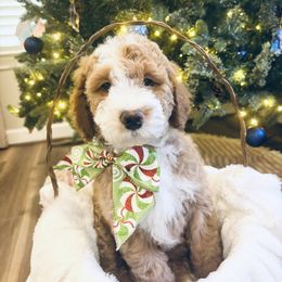 Bluey - Yellow and white male Bernedoodle puppy in Sparrows Point, Maryland from Rosie’s Puppies
