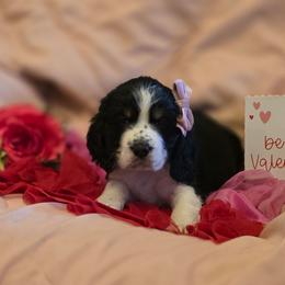 Nova - Black white and tan female English Springer Spaniel puppy in Cookeville, Tennessee from Krossroads Kennel
