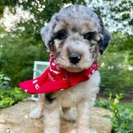 Snowman - Blue merle male Aussiedoodle puppy in Chattanooga, Tennessee from Leafy Acre Mini Farm