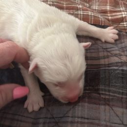 Muffin - White female Samoyed puppy in Atkinson, Nebraska from Sandhills Samoyeds
