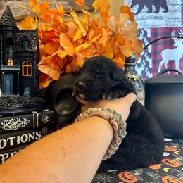 Goblin (4th pick black male) - Black male German Shepherd puppy in Watervliet, Michigan from M&M Shepherd Farms