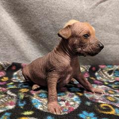 Leon - Palomino Xoloitzcuintli puppy in Arkansas from Silver Lining Kennel