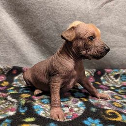 Leon - Palomino Xoloitzcuintli puppy in Arkansas from Silver Lining Kennel