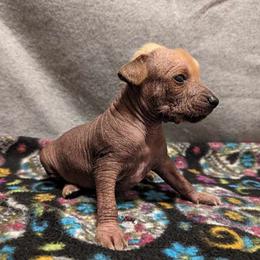 Leon - Palomino Xoloitzcuintli puppy in Arkansas from Silver Lining Kennel