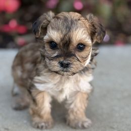 Olive - Sable female Yorkipoo puppy in Lebanon, Kentucky from Mosaic Merle Doodles