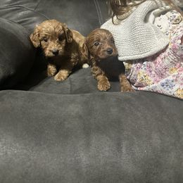 Goldendoodle Puppies from Providence Ranches