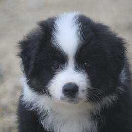 MODO - Black tri male Miniature American Shepherd puppy in Tiskilwa, Illinois from First Harmony Farms