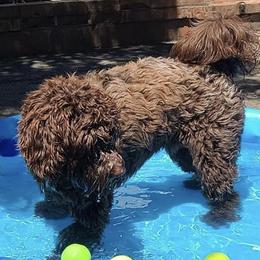Aussiedoodle, Bernedoodle, and Poodle All Grown Up from Clemleth Aussiedoodles