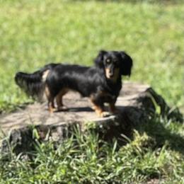 Fia - Dachshund