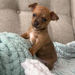 Sully - Chocolate brindled fawn male Chihuahua puppy in High Point, North Carolina from Treasured Chihuahuas