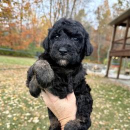 Belladonna - Phantom female Bernedoodle puppy in Midland, Michigan from Northern Charm Farm