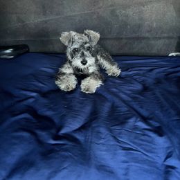 Miniature Schnauzer Puppies from Black Star Farm