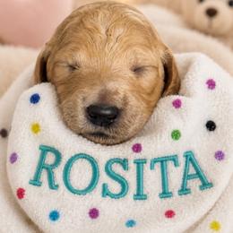 ROSITA - Apricot female Poodle puppy in Thornton, Colorado from Shandy Poodle