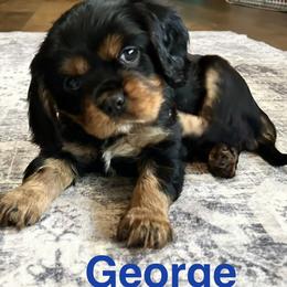 George - Black and tan male Cavalier King Charles Spaniel puppy in Ormond Beach, Florida from Parkside Cavaliers