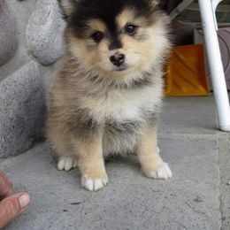 Pomeranian and Pomsky Puppies from Pom Pom Pomskies-TN