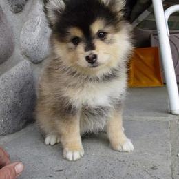Pomeranian and Pomsky Puppies from Pom Pom Pomskies-TN