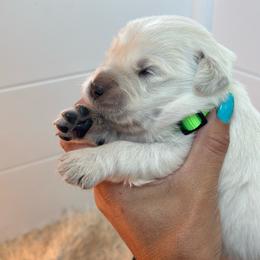Boy 3 - Light golden male Golden Retriever puppy in Orland, California from Brownfield’s English Cream Golden Retrievers