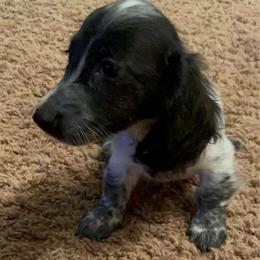 Tiny Tim - Piebald male Dachshund puppy in Norman, Oklahoma from Country Chapel Dachshunds