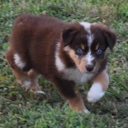 Prim - Red merle female Australian Shepherd puppy in Nowata, Oklahoma from 4Feathers