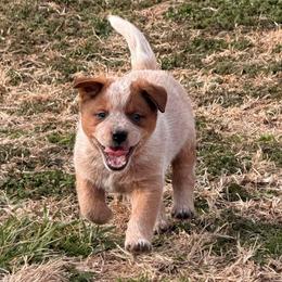 Green Collar - Red speckled male Australian Cattle Dog puppy in Nevada, Missouri from Back Road Dog Company, LLC