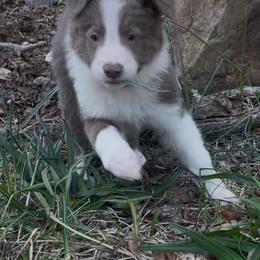 Border Collie Puppies from Collie Wood Hills